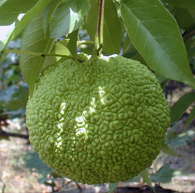 Are you overloaded on pumpkin? Already tired of fall apples? Maybe it’s time to try Osage orange on for size! nps.gov/articles/000/o…