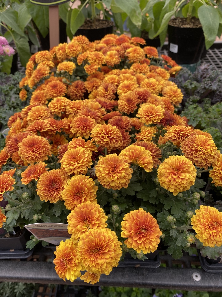 greengategarden's tweet photo. Enhance your front entrance with a vibrant coloured pot of  chrysanthemums! Enjoy all that fall has to offer. #yycfall #Flowersonfriday https://t.co/r644ouuq9H