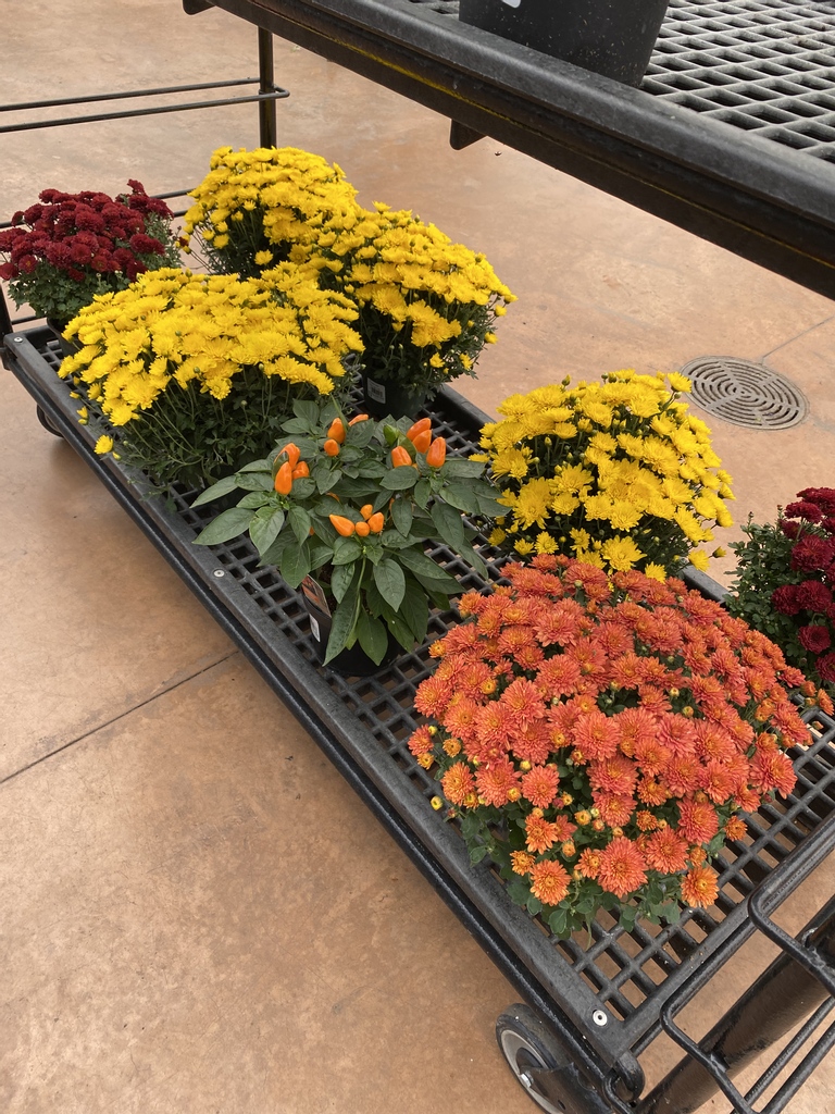 greengategarden's tweet photo. Enhance your front entrance with a vibrant coloured pot of  chrysanthemums! Enjoy all that fall has to offer. #yycfall #Flowersonfriday https://t.co/r644ouuq9H