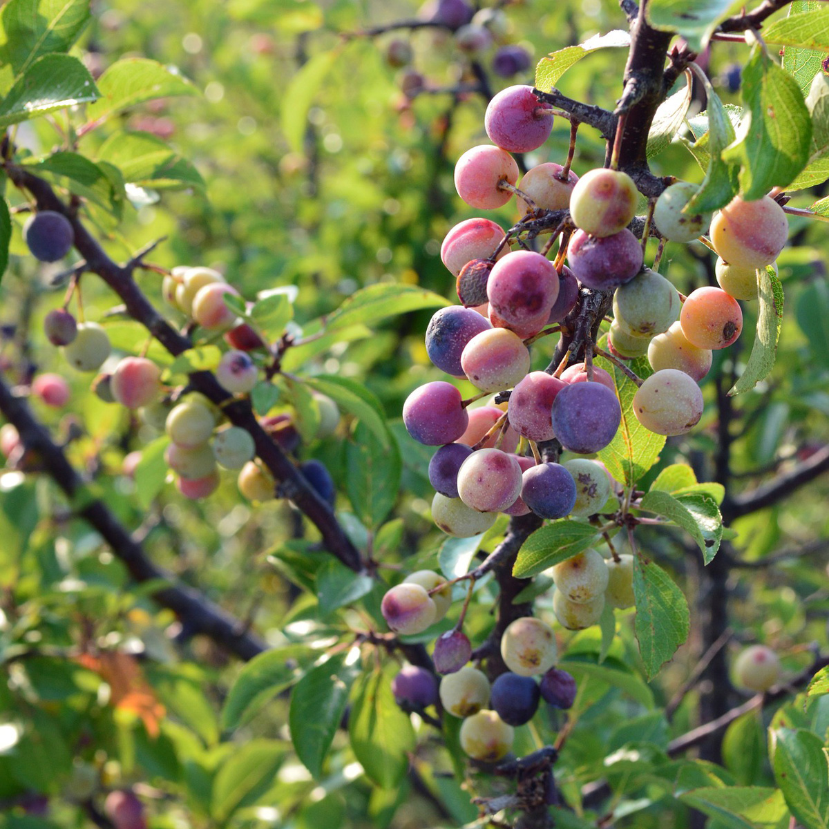 Bartram's Garden 🌱 tweet media