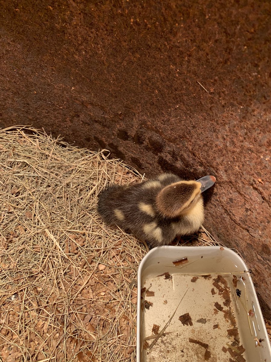 Welcome to the family… Nancy Chuckles