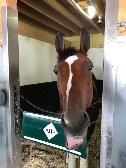 LBBStables's tweet photo. Great trip to New York to see our boy, Ex, do his thing, but even better to get some time with the NY Triumvirate... #DevilsEdge #Excursionniste #BeauBrown https://t.co/NwnzHMGdZy