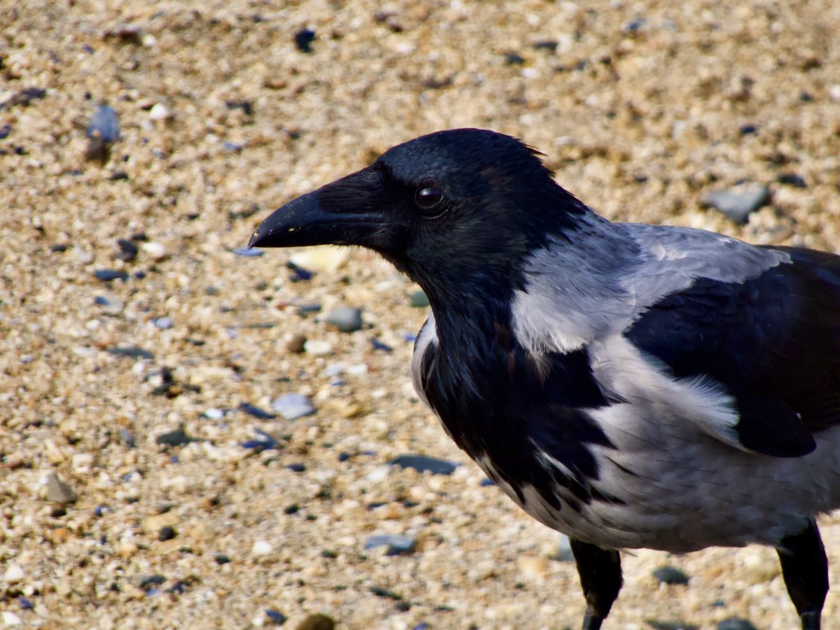 #HoodedCrow #Crows #Corvids #TwitterNatureCommunity #Skerries #Fingal #birds #birdwatching #FridayFeeling #FridayVibes #FridayMotivation