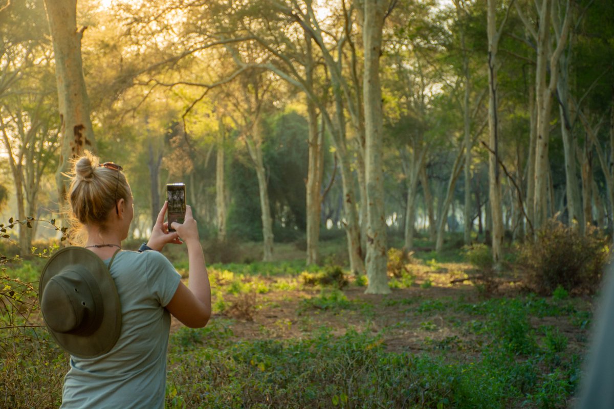 RETURNAfrica's tweet photo. The Iconic Fever Tree Forest - a must see when visiting the Pafuri region. 

#RETURNAFRICA #FeverTrees #Beauty #Pafuri https://t.co/vH1TSkQ2g9
