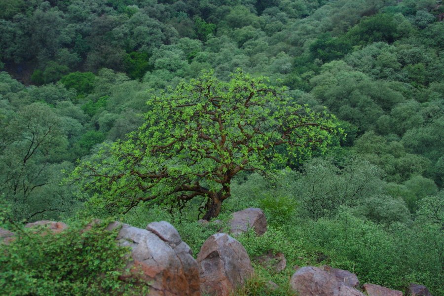 AravalliBachao's tweet photo. CITIZENS ASK 2 FROM GOVT TO #SaveOurAravallis 

Retain all Aravalli areas in South Haryana as legal Aravalli areas &amp; therefore in Natural Conservation Zone. Do not exclude them through ground-truthing exercise. 
@Chiranjeev_INC @IASassociation 
#GlobalClimateStrike 
@GargiRawat https://t.co/GXrx38kko5