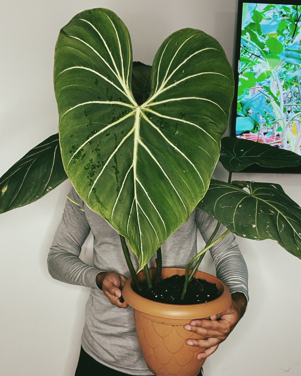 jardinbuda1's tweet photo. #philodendrongloriosum vendido. #plantdad : 🙋🏽‍♂️ @ferantoniovm
.
Happy #philodendronfriday 
.
#philodendron #tropicalplants #plantsoffice #plantcollector #plantaholic #plantparenthood #dreamgarden #boysandgirlswithplants @worldplantcommunity #planttomeetyou https://t.co/fx3lTdmoFm
