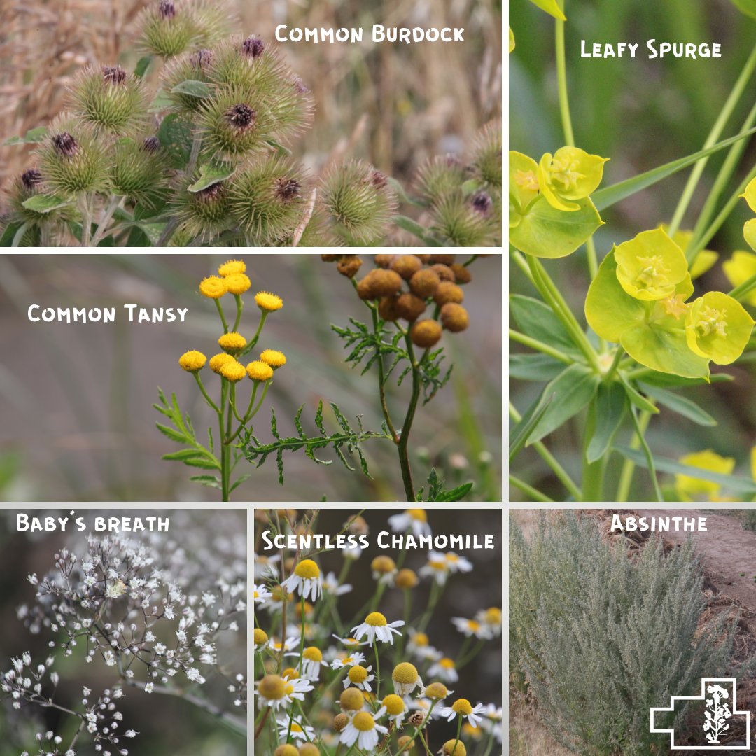 FWRWMA's tweet photo. This summer, the #FWRWMA was busy finishing up invasive weed surveys along the roadways of the FWRWMA. Weeds, such as common burdock, baby’s breath, scentless chamomile, leafy spurge, field bindweed, common tansy and absinthe are some of the weeds surveyed for.
#invasiveweeds https://t.co/XFGnFMXR96