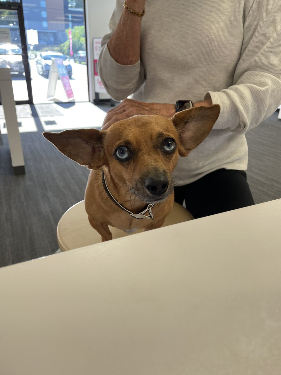 AmandaCVirginia's tweet photo. We love when customers bring their dogs in to visit us too!! #dogsofTmobile ๐ฅฐ๐ถ https://t.co/CD1jKDlOyt