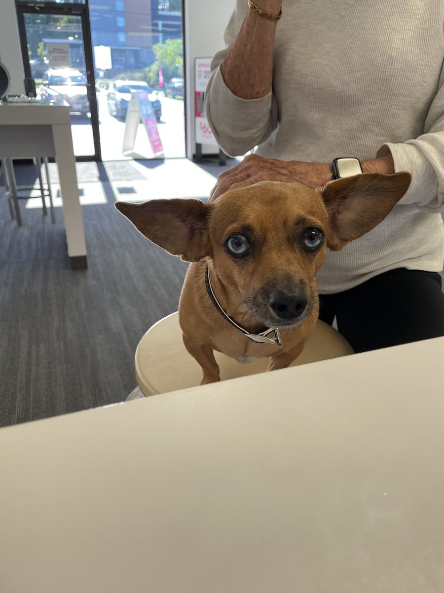 AmandaCVirginia's tweet photo. We love when customers bring their dogs in to visit us too!! #dogsofTmobile ๐ฅฐ๐ถ https://t.co/CD1jKDlOyt
