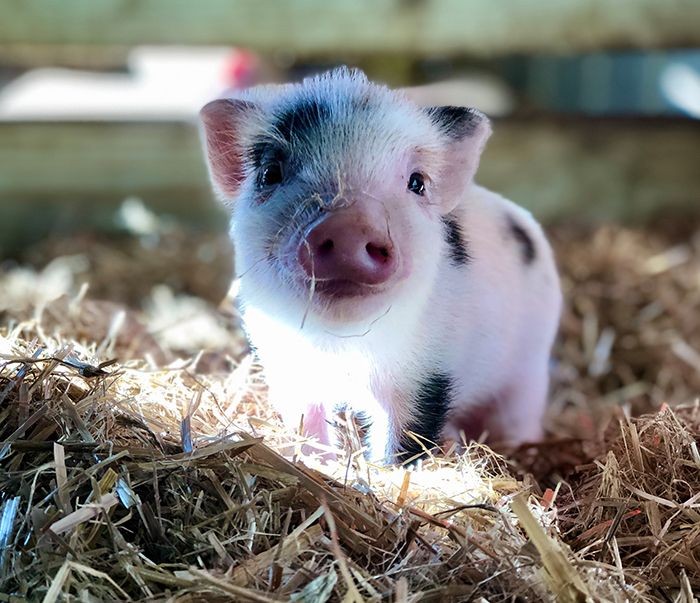 TotallyClowning's tweet photo. Anyway, here's a tiny pig to make the TL better https://t.co/RCG5LW6RAb