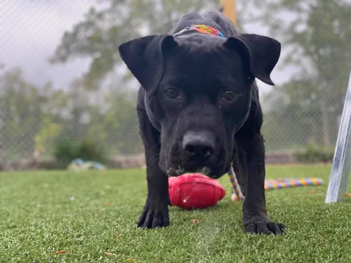 KarenSConniff's tweet photo. #Plunket #CLE #OH #ADOPT #FOSTER Meet 2-3 year old Plunket! His treat catching skills need work. He loves to work for treats. He knows sit, down, & loose leash walking. He has heartworm disease. Friends of CITY DOGS Cleveland covers treatment cost. Visit https://t.co/meXjJF3wcI https://t.co/ndf0WgefxA
