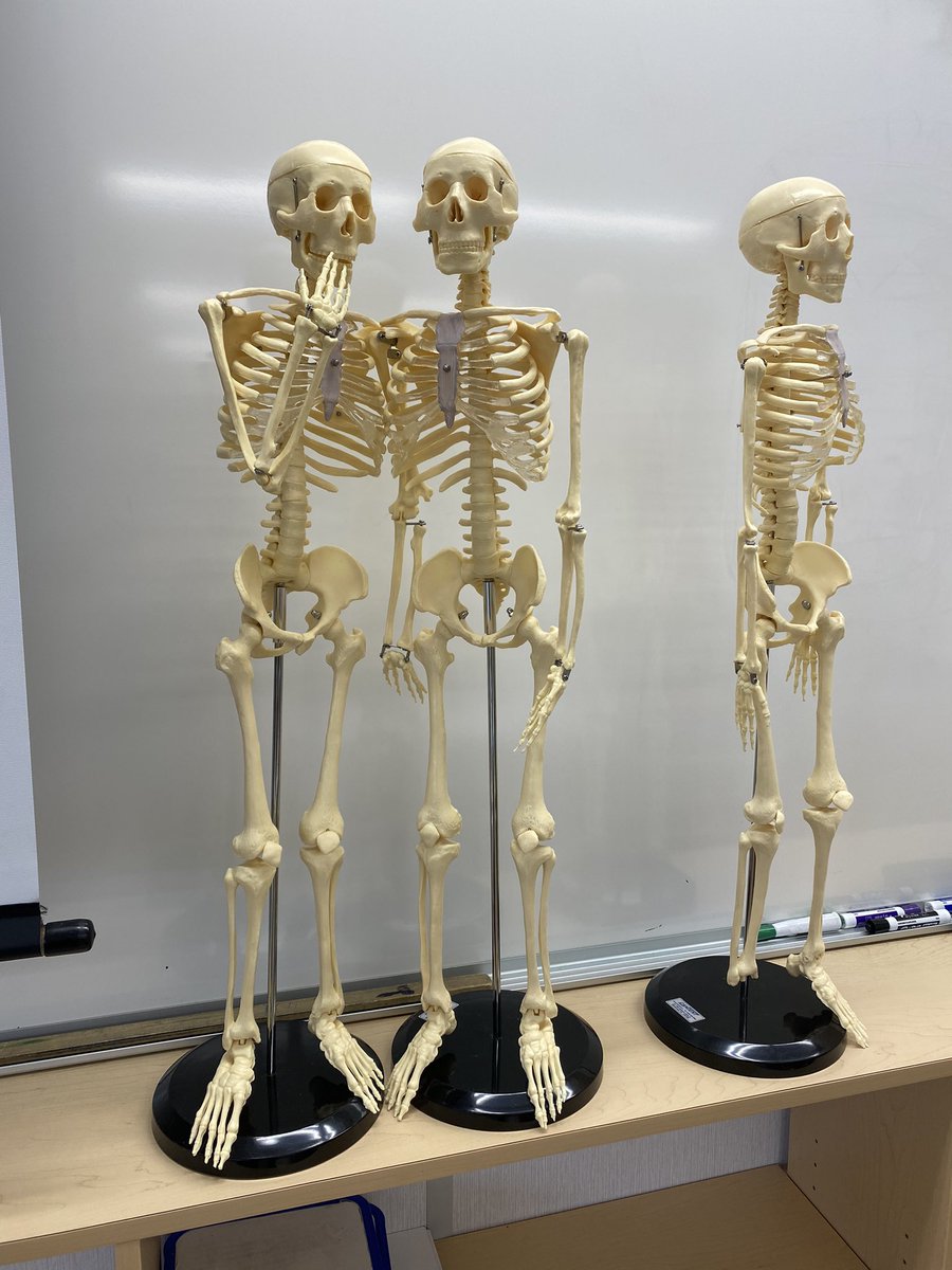 LiveFit_Monty's tweet photo. Pssst.. did you hear? Bone landmark assessment today! 🦴 #kin @wrdsb https://t.co/IXmOE7R0Lz