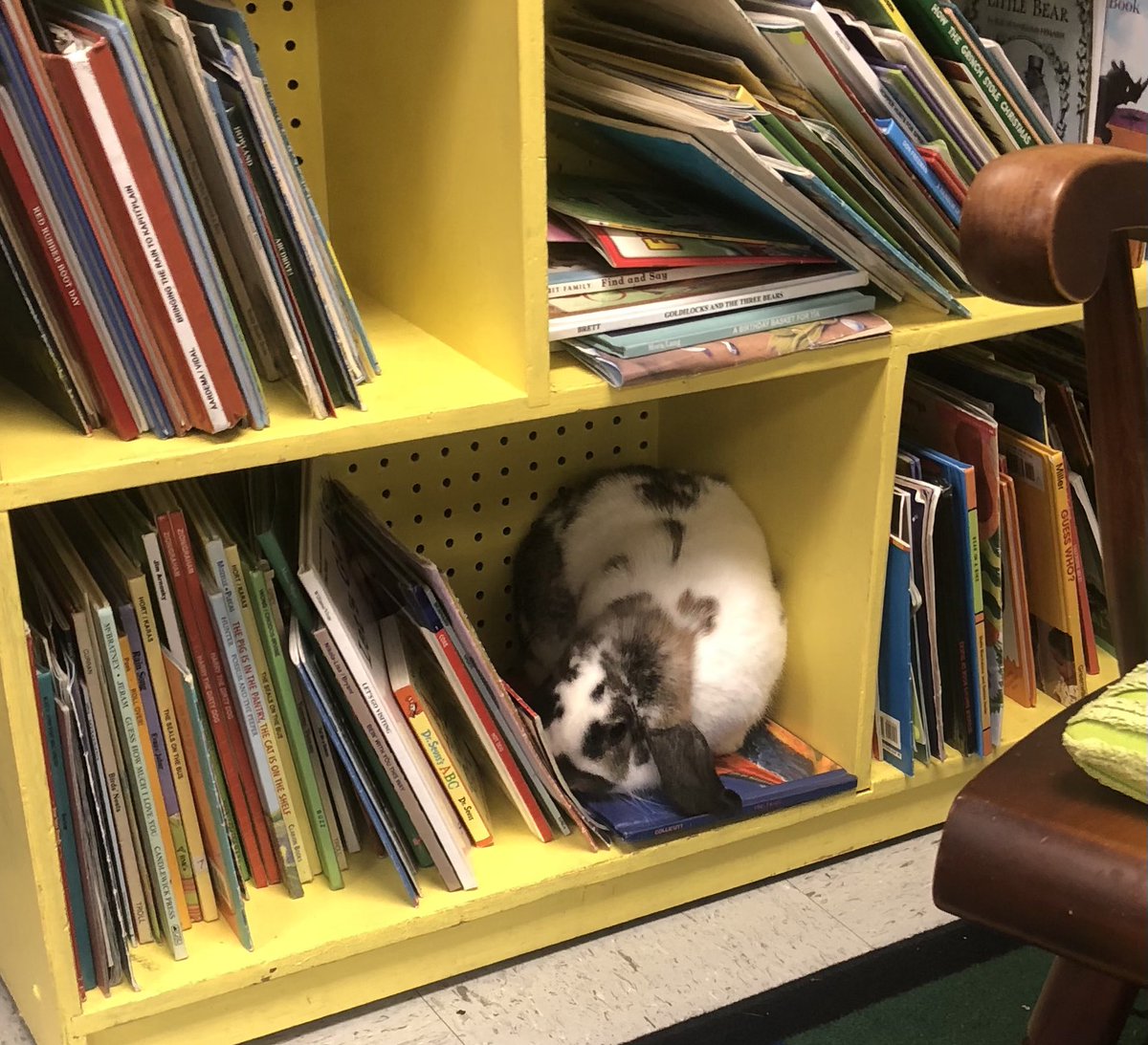 PDESRams's tweet photo. Snickerdoodle is busy finding a good fit book in Kindergarten! #ncssbethebest #pdespride @Clydianw @Cijim011 https://t.co/bFZqkkz8ZJ