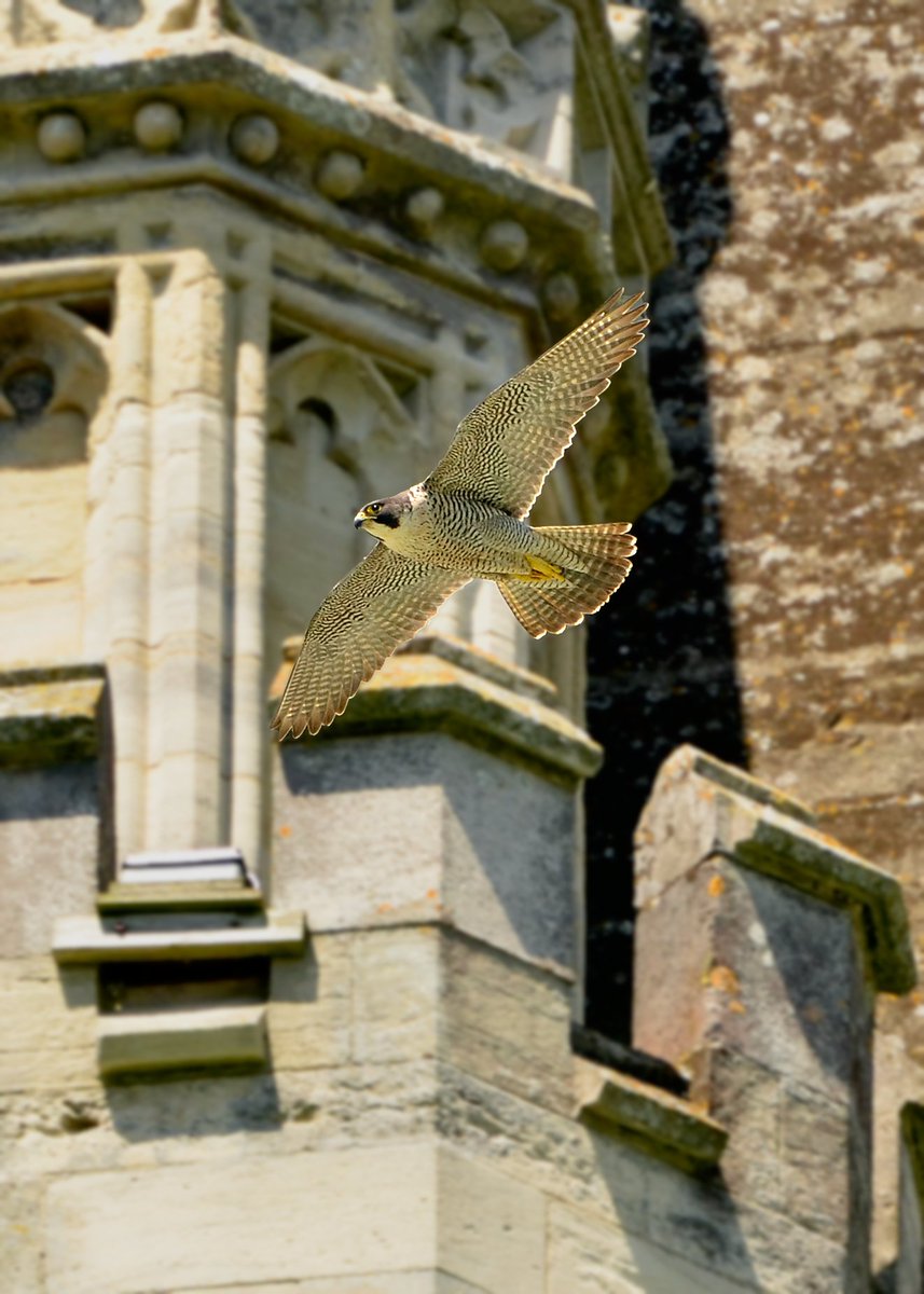 Peregrine Falcon flying past the Cathedral at Chichester #birdphotography #birdwatching #birds #wildlife #peregrine #Falcons #ukbirds #ukbirdphotography