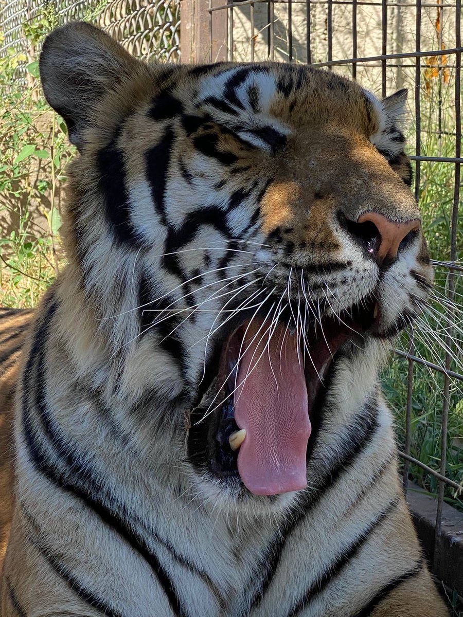 twastexas's tweet photo. We did it! We raised $16,845 for the animals of TWAS-TEXAS! We are so incredibly grateful to everyone who supported us yesterday for @NTxGivingDay through donations, fundraising, volunteering and more! We couldn't do what we do without all of your support ❤ We are truly thankful https://t.co/eFo9yWhHPA