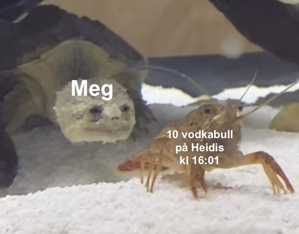 Roar med Skarre R tweet media