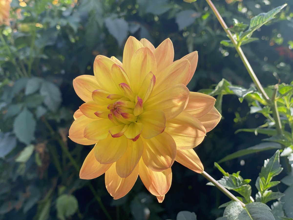 MarianneBevis's tweet photo. River, views, and dahlias/roses in abundance on an early morning walk at ⁦@ClivedenNT⁩ + plus the 200 or so steps down and then up again to enjoy the tow-path. #feelingvirtuous https://t.co/dGu9gsmeBw