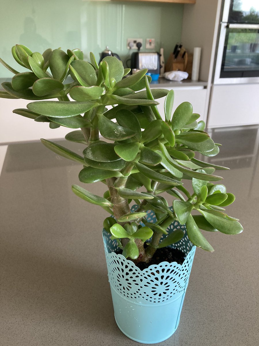DietitianTC's tweet photo. @Botanygeek do you have any idea what this plant is? Grown by my mum from some nuts or seeds my daughter collected when we were on holiday https://t.co/v1iJofVyM5