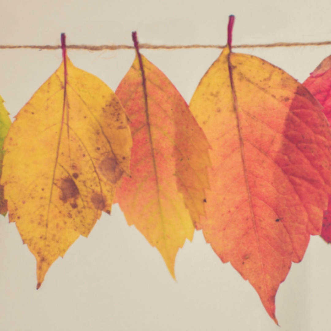 ecli_vibes's tweet image. Check out our Fall Newsletter! 

vibs.salsalabs.org/fall2021newsle…