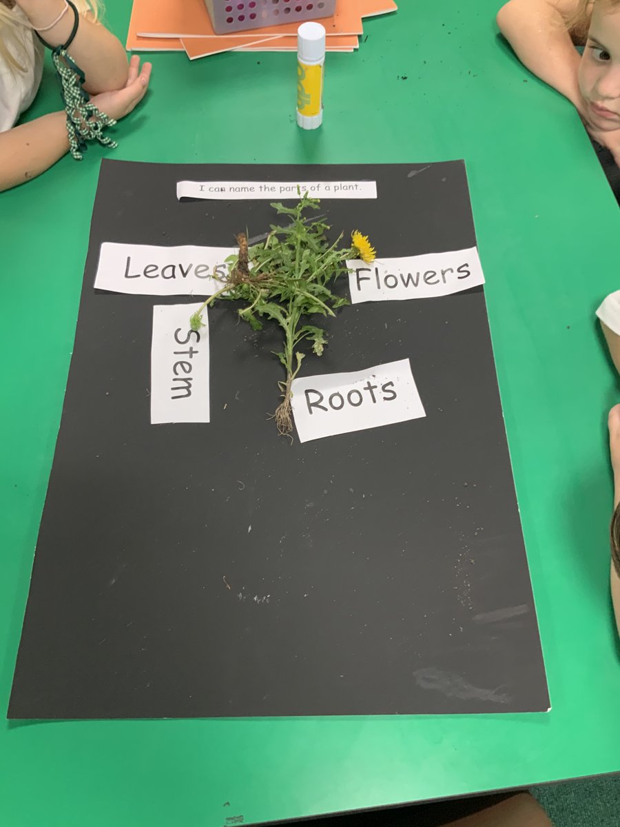 Plant_MrsChad's tweet photo. Our class are enjoying our Science topic on plants. They used a classification chart to identify trees around our school. https://t.co/xiWJVCYWlO