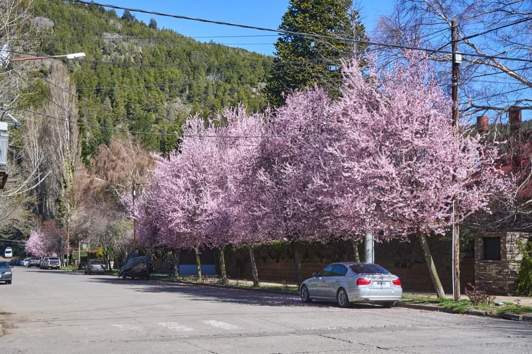 turisargentina's tweet photo. ¡Qué hermosa es la Primavera en San Martín de los Andes! 🌸🌸🙌🇦🇷

Fotos de @muni_sma

#Primavera #SanMartínDeLosAndes https://t.co/l3ZG7LxIQW
