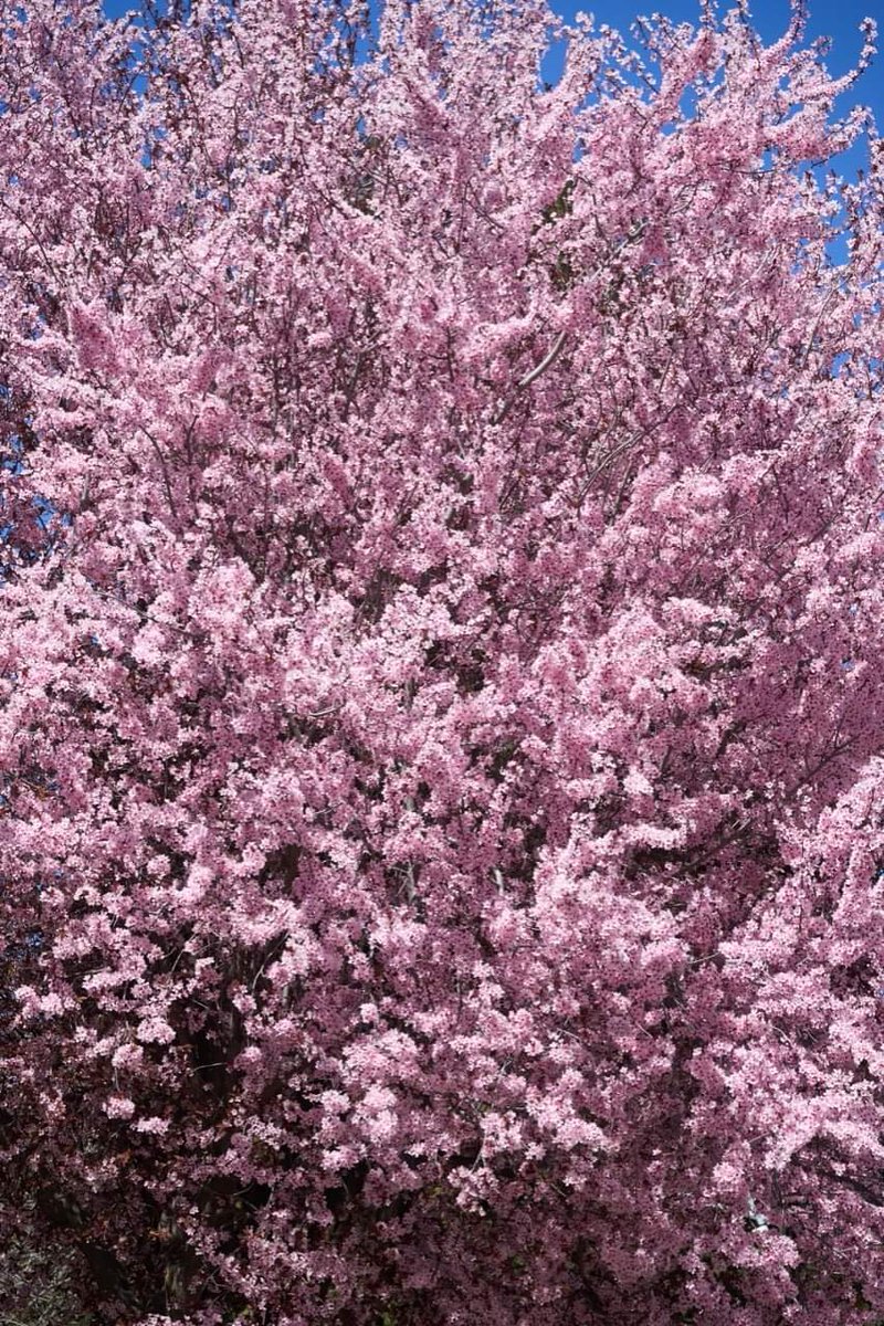 turisargentina's tweet photo. ¡Qué hermosa es la Primavera en San Martín de los Andes! 🌸🌸🙌🇦🇷

Fotos de @muni_sma

#Primavera #SanMartínDeLosAndes https://t.co/l3ZG7LxIQW