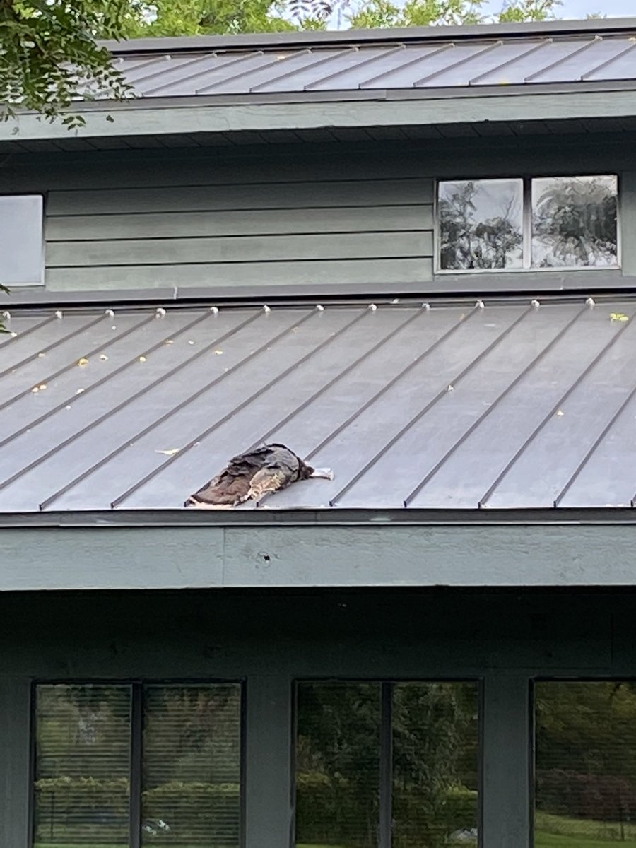5thyearcody's tweet photo. This morning while having a company meeting a fucking turkey flew thru my office window. Luckily I wasn’t in there or it would have taken my head off. The one who made it in is still alive and currently locked in our spare office until the DNR gets here. What is life lol https://t.co/13XXBKLTJJ