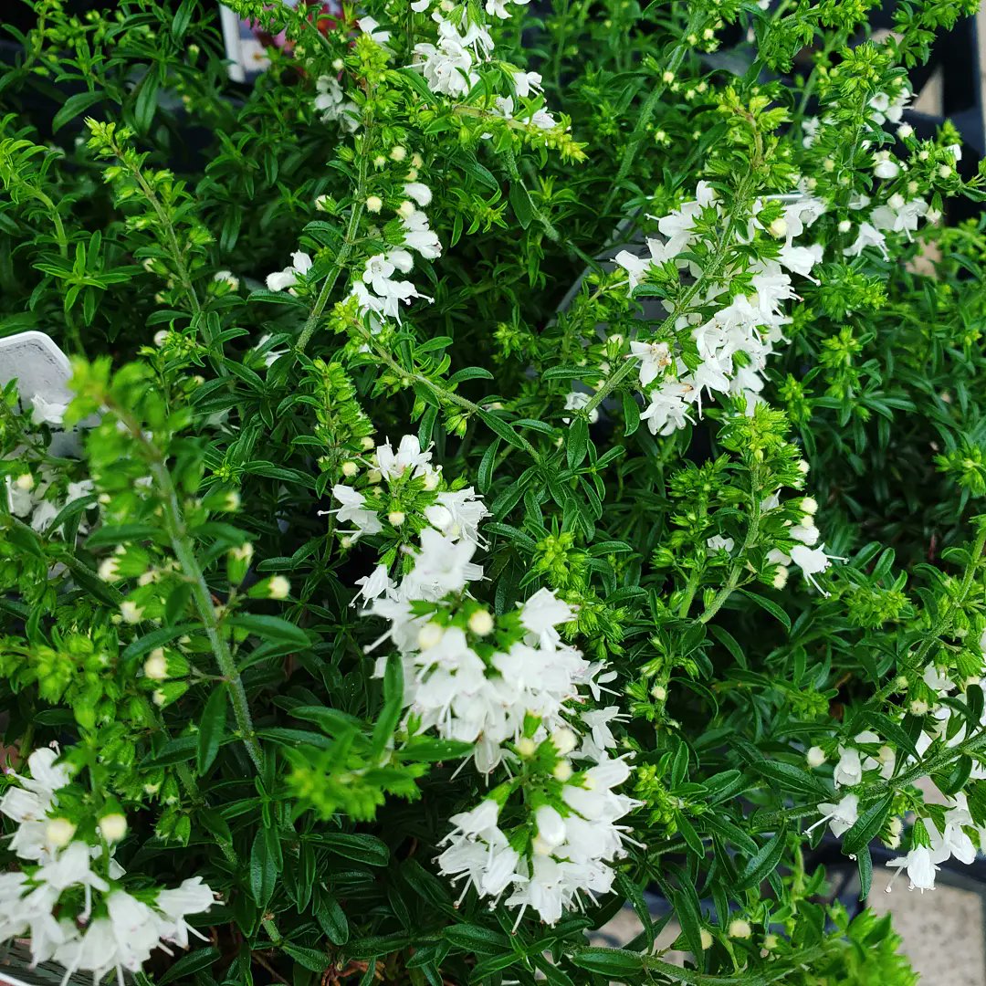 花 雑貨 からんどりえ サツレジャモンタナ ウインターセイボリー 香り広がる寄せ植えなんて いかがでしょ 白い小花が可愛いハーブです ミニバラ グリーンアイス も入荷してます 毎年咲いてくれる育てやすいバラですよ𖡼 𖤣𖥧𖡼 𖤣 秋 秋の花
