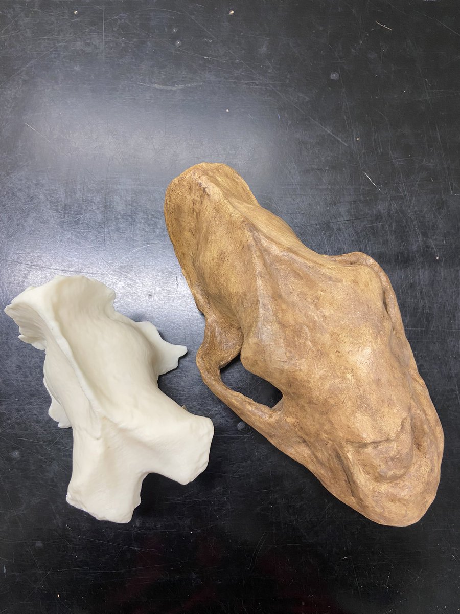 Happy #FossilFriday! This is Homotherium, the Scimitar-toothed Cat <a href="/sciencemuseummn/">Science Museum of Minnesota</a>. Full skull was found in Texas, but the rear skull (left) was found in #Minnesota! This lion-sized cat stalked prey ~27,000 years ago!

You can vote for State Fossil at
new.smm.org/dino-days/mn-s…