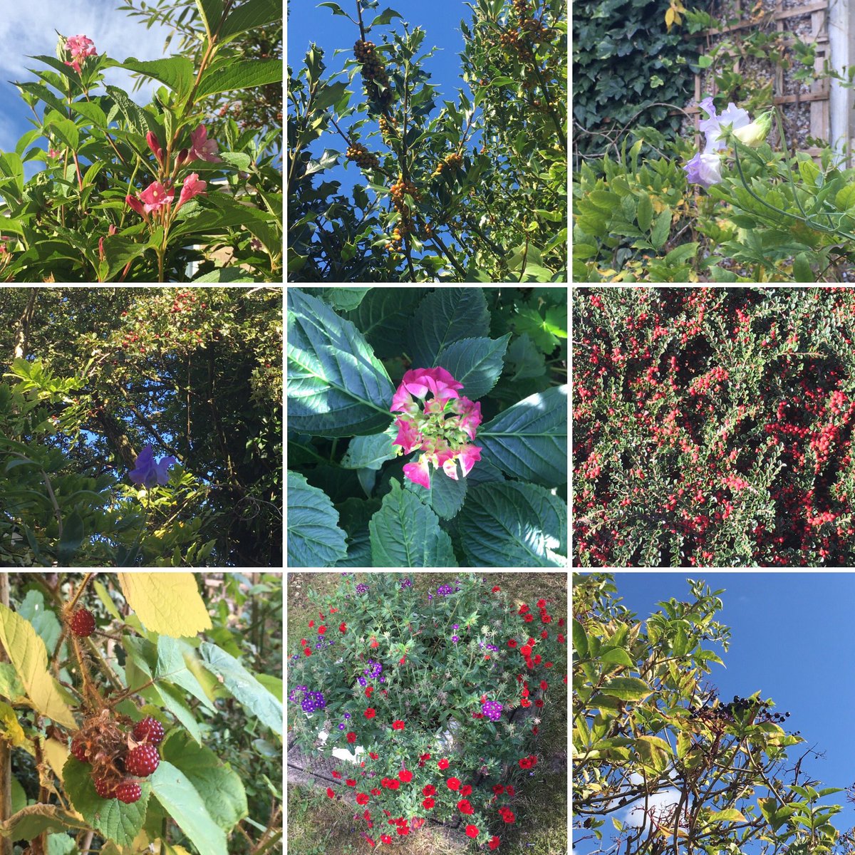 Jan_Lentzos's tweet photo. #SummerMeetsAutumn...
#InMyGarden
๐๐ธ๐๐๐๐ธ๐๐๐
#SummerFlowers #AutumnBerries #WeigelaFlowers #HollyBerries #SweetPeaFlowers #HawthornBerries #HydrangeaFlower #CotoneasterBerries #JapaneseWineberries #Calibrachoa #VerbenaShowboat #CupheaLlavea #Elderberries #NaturalWonders https://t.co/6lXOzzvWYF