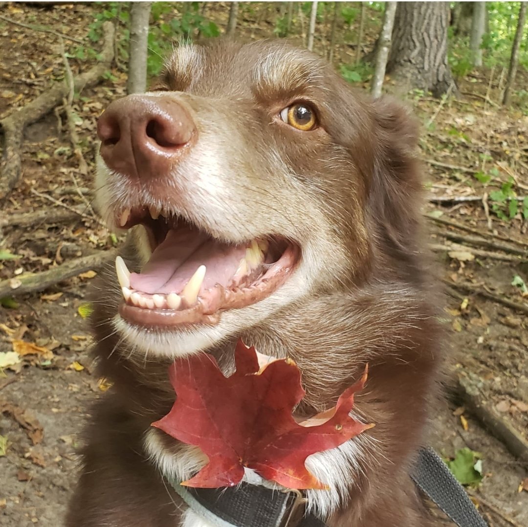 AgilitywAmanda's tweet photo. Hershey's happy about fall ๐๐๐พ
#autumndog #autumndogs #dogswithleaves #mapleleaf #canadiandog #canadiandogs #smilingdog #dogfaces #happydog #dogphoto #photosofdogs #huskycross #dogloversfeed #fallfeelings https://t.co/hBgVVbXy5w
