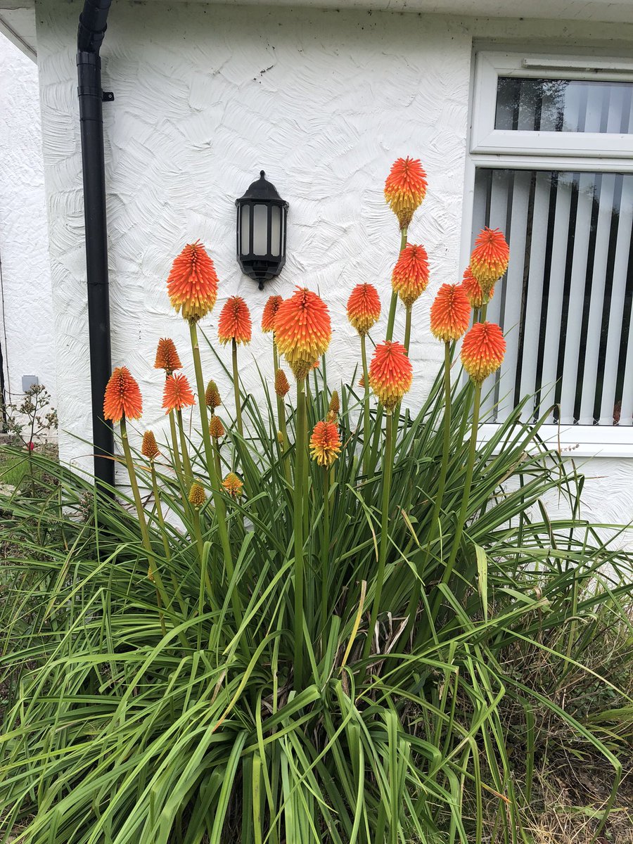 Ty Ffatri (@davewarehouse) on Twitter photo <a href="/frongochgarden/">Fron Goch Garden Centre</a> we bought this a few years ago and it seems to like living here. It’s spectacular. <a href="/frongochgarden/">Fron Goch Garden Centre</a> we bought this a few years ago and it seems to like living here. It’s spectacular.