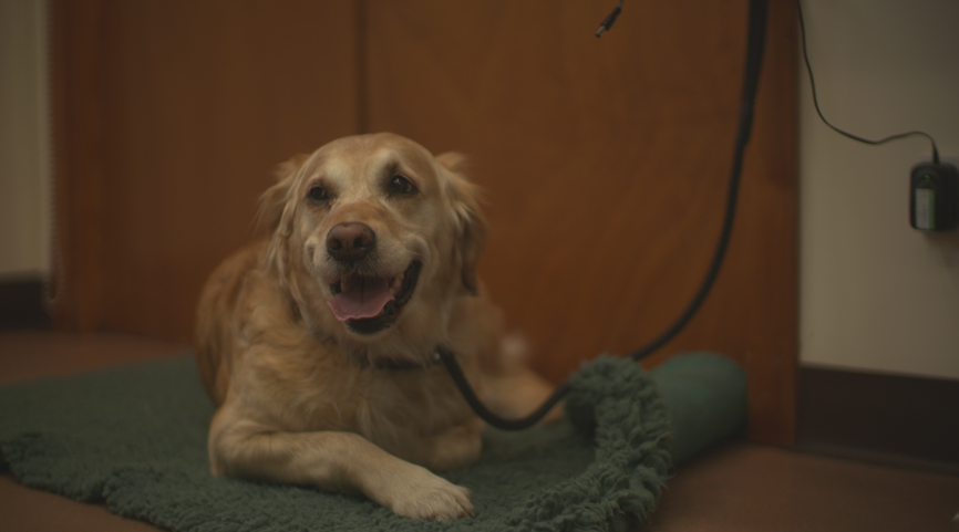 TheHighlandVet's tweet photo. Lovely golden retriever Skye has a wart near her eye that needs removing – tune in later to see how vet Shondie tackles the op with some rather unconventional tools! 🐶🥄

Brand new episode – tonight! 9pm, 5Select 

#thehighlandvet #goldenretriever #vets #dogs https://t.co/ctEQblFnrE