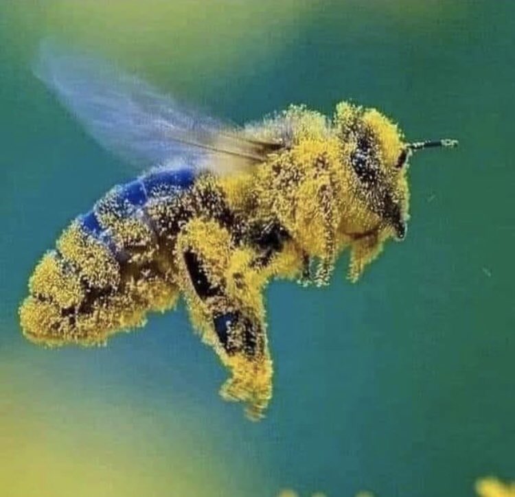 Quand c’est dimanche et que tu sors du repas de chez mamie #bee #love #apiculture