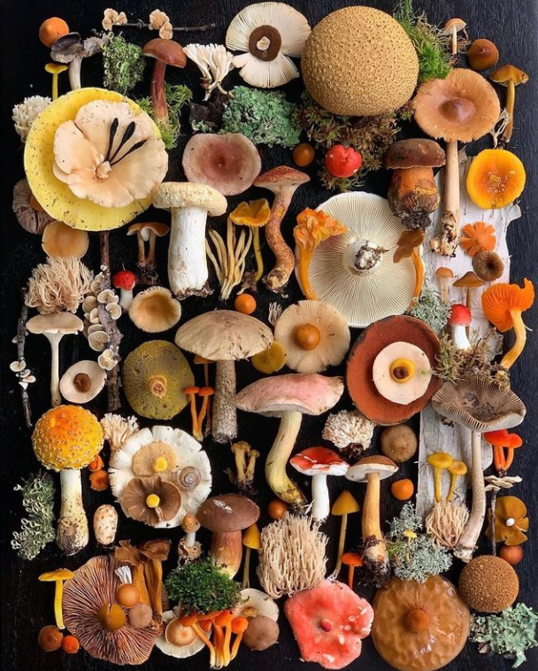 DigitalArt_ia's tweet photo. shroom_momma  🍄🍁  #darckcolor https://t.co/Y2CqcKQ766