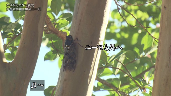 月夜空マリルイ 해시 태그 ナイトスクープ를 붙인 트윗 목록 1 Whotwi 그래픽 Twitter 분석