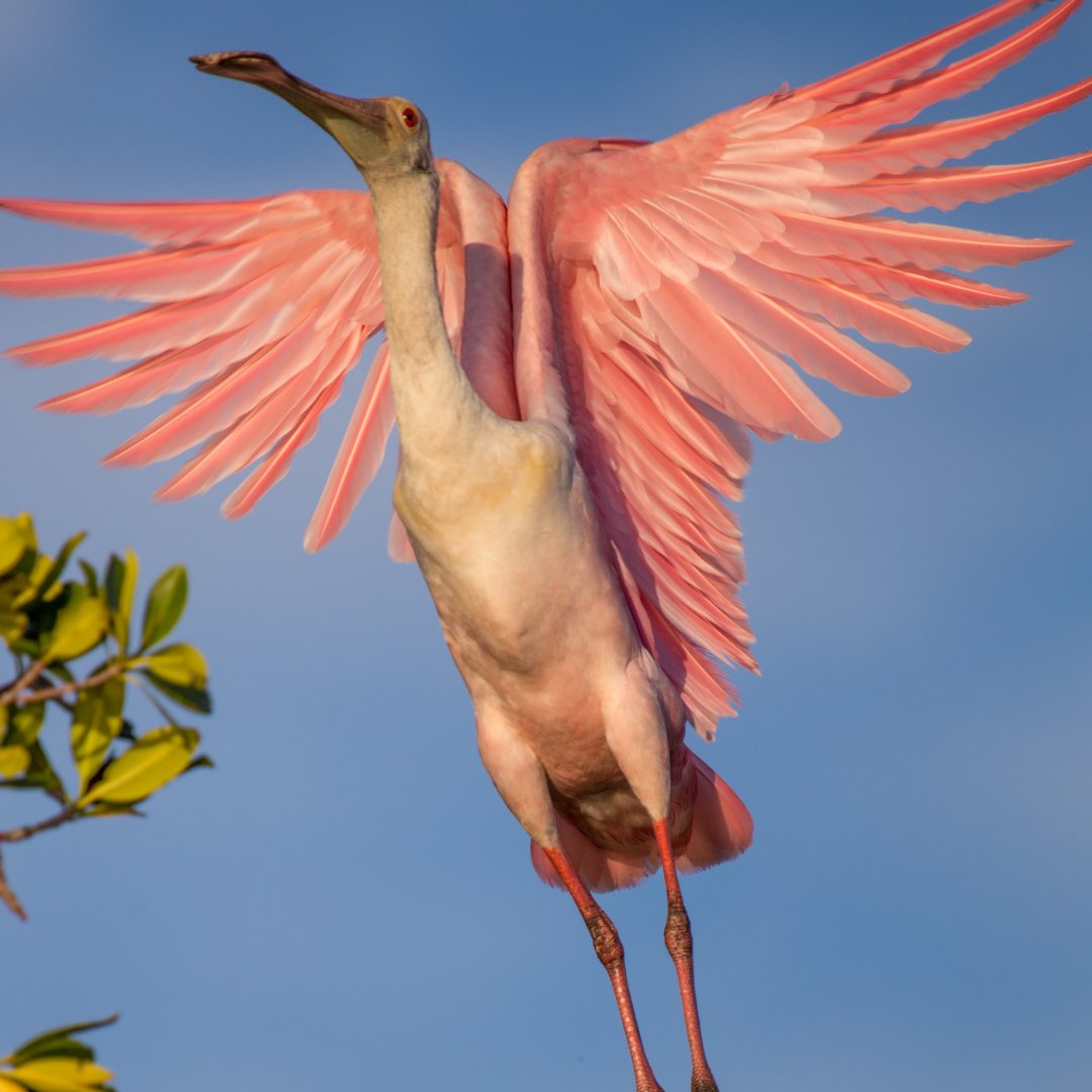 fstopfoundation's tweet photo. Flying into the weekend like... 

📸 Alex Morrison
#WildlifePhotography #ConservationPhotography #WildlifePreservation #SpeciesConservation #fStopFoundation https://t.co/e5nnjtrvih