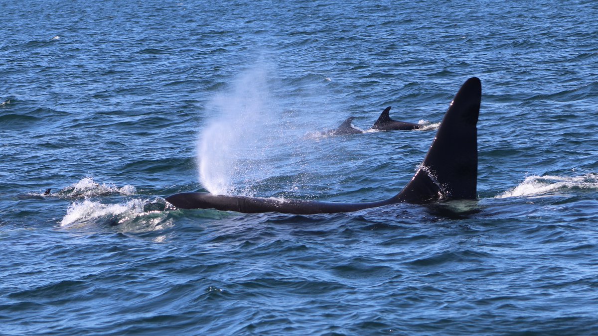 CBCMaritimeNoon's tweet photo. Rare orca sighting alert! Tune in to @CBCMaritimeNoon today to hear guide Amy Tudor tell the inspiring story of how she scanned the waters of the Bay of Fundy for about 8 years before she was treated with her first sighting of the lone orca, "Old Thom". It happened this week. https://t.co/B7sR4wIZvl