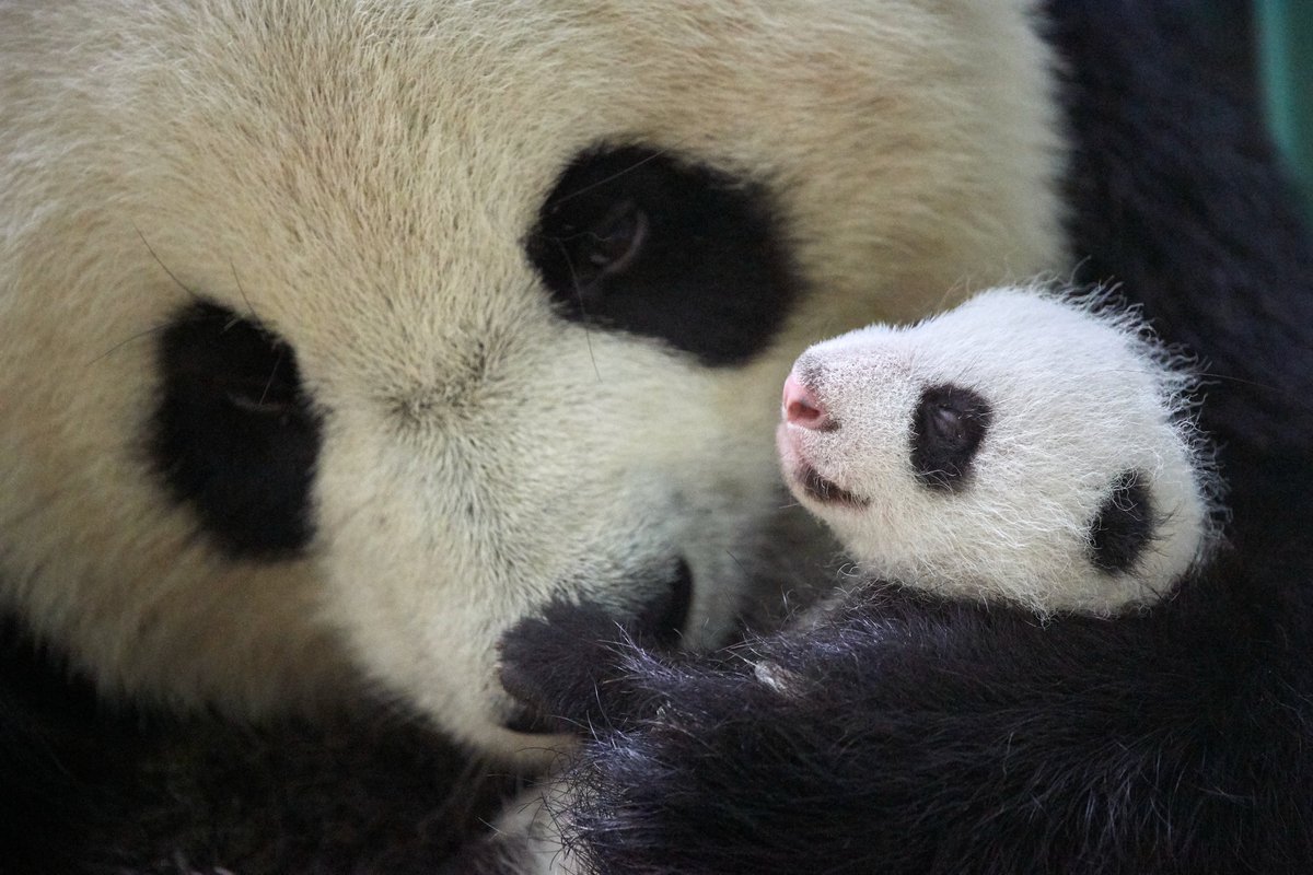 zoobeauval's tweet photo. Dose de mignonitude ! 😍🐼
© Eric Baccega https://t.co/5ptV8ZnstD