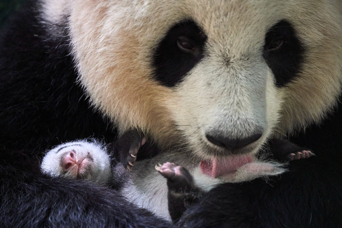 zoobeauval's tweet photo. Dose de mignonitude ! 😍🐼
© Eric Baccega https://t.co/5ptV8ZnstD
