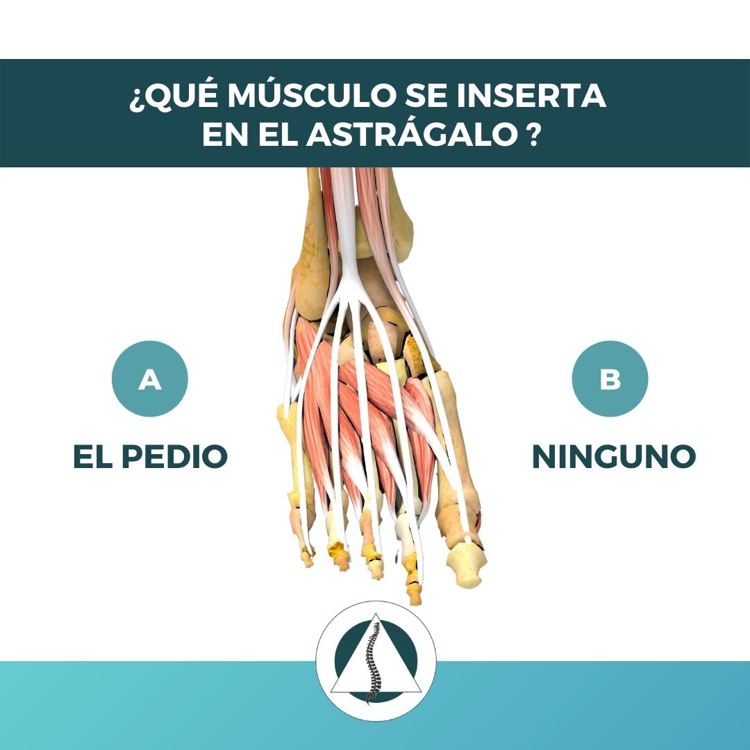 EOMOSTEOPATIA's tweet photo. Y tú... ¿Sabes decírnoslo?
Pregunta Quiz de @osteopata_fernando_perez
#QuizEOM #BeEOM #AprenderJugando #Game #fisioterapia #osteopatia #astragalo https://t.co/bj3voUDvyS