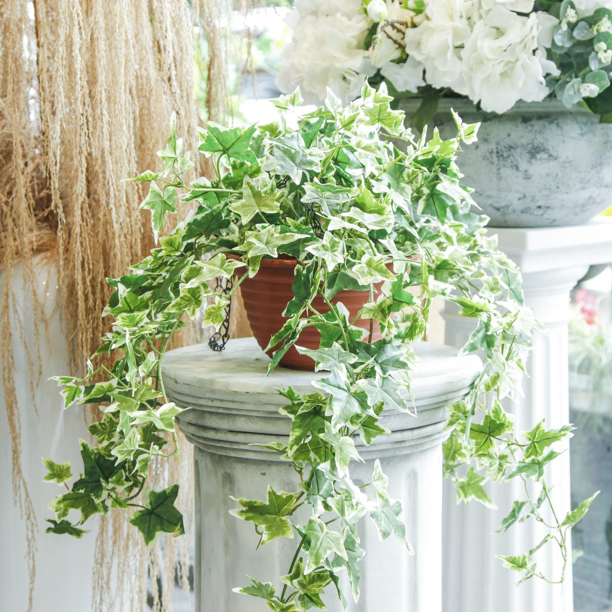 BurgeonLondon's tweet image. Remember in life to face the sun and grow your own way! 🍃🪴🌿