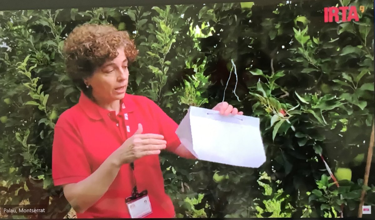 irtacat's tweet photo. Hem pogut veure les diferents trampes que s'utilitzen per atraure els insectes que provoquen plagues en els arbres fruiters 🪰🕷 

Però també es combaten afavorint els insectes enemics naturals! #controlbiologic 🐞 https://t.co/ZQh2uXudV0