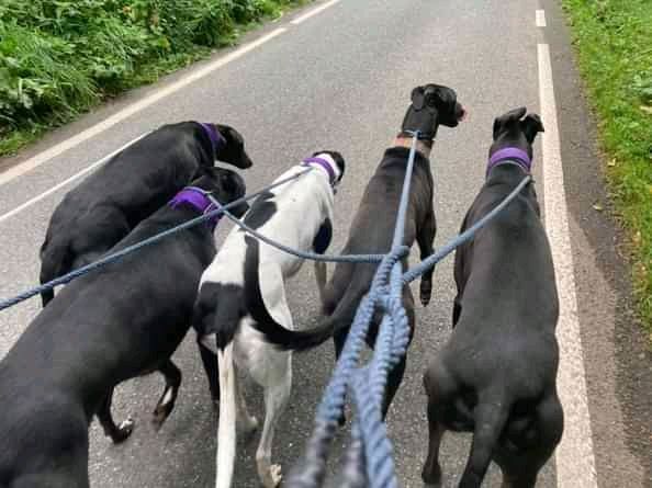 NWDogRescue's tweet photo. We have a host of greyhounds who need to be adopted.
Can you please retweet and try and help find families for them?
Details and enquiry form https://t.co/GowXAbiDR7 https://t.co/3OFevWkMBq