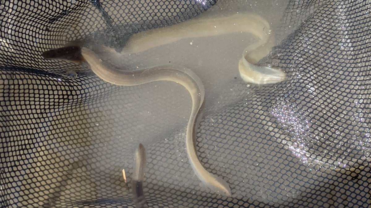 Margaret Mary Flanagan tweet media