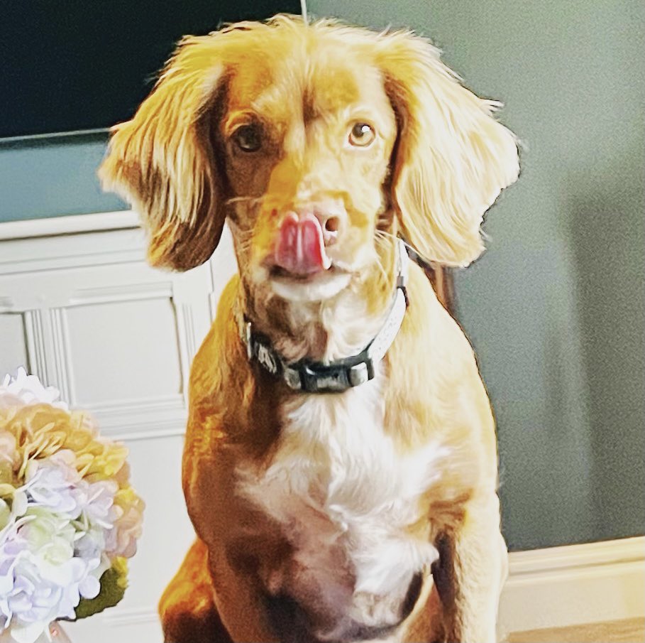 Look at his tongue!! Perfect timing - no filter needed 😂 #spaniel #SpanielHour #funnydogs