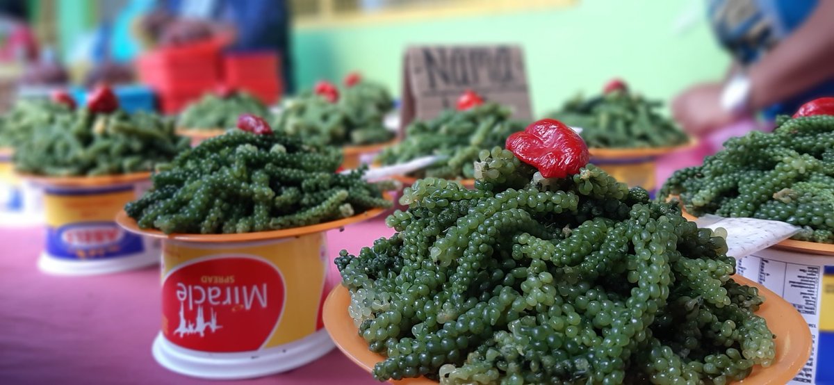 rafaele_k's tweet image. Fresh Nama and Lumi !!
#kusima