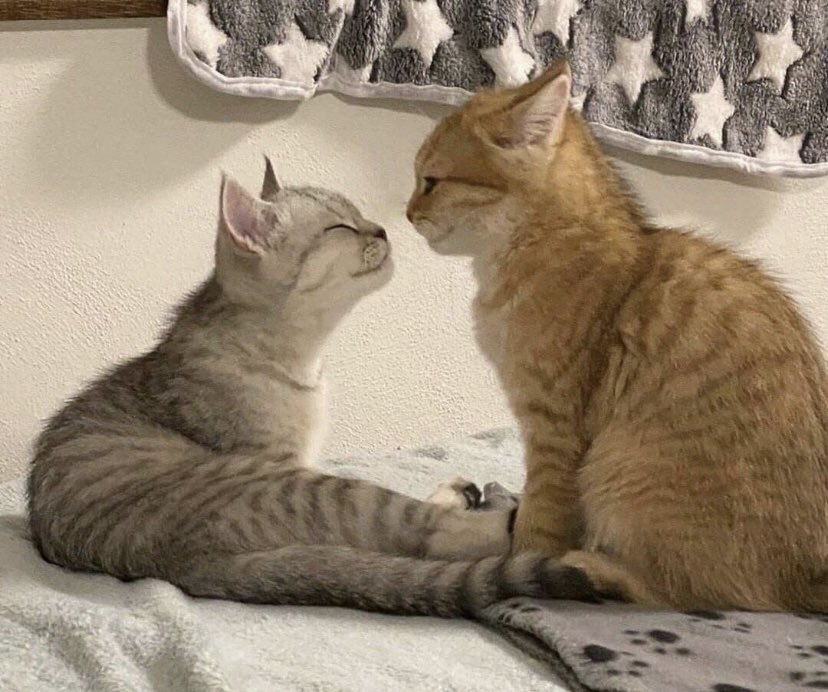 cuteanimalspict's tweet photo. https://t.co/kC2msz4IKs