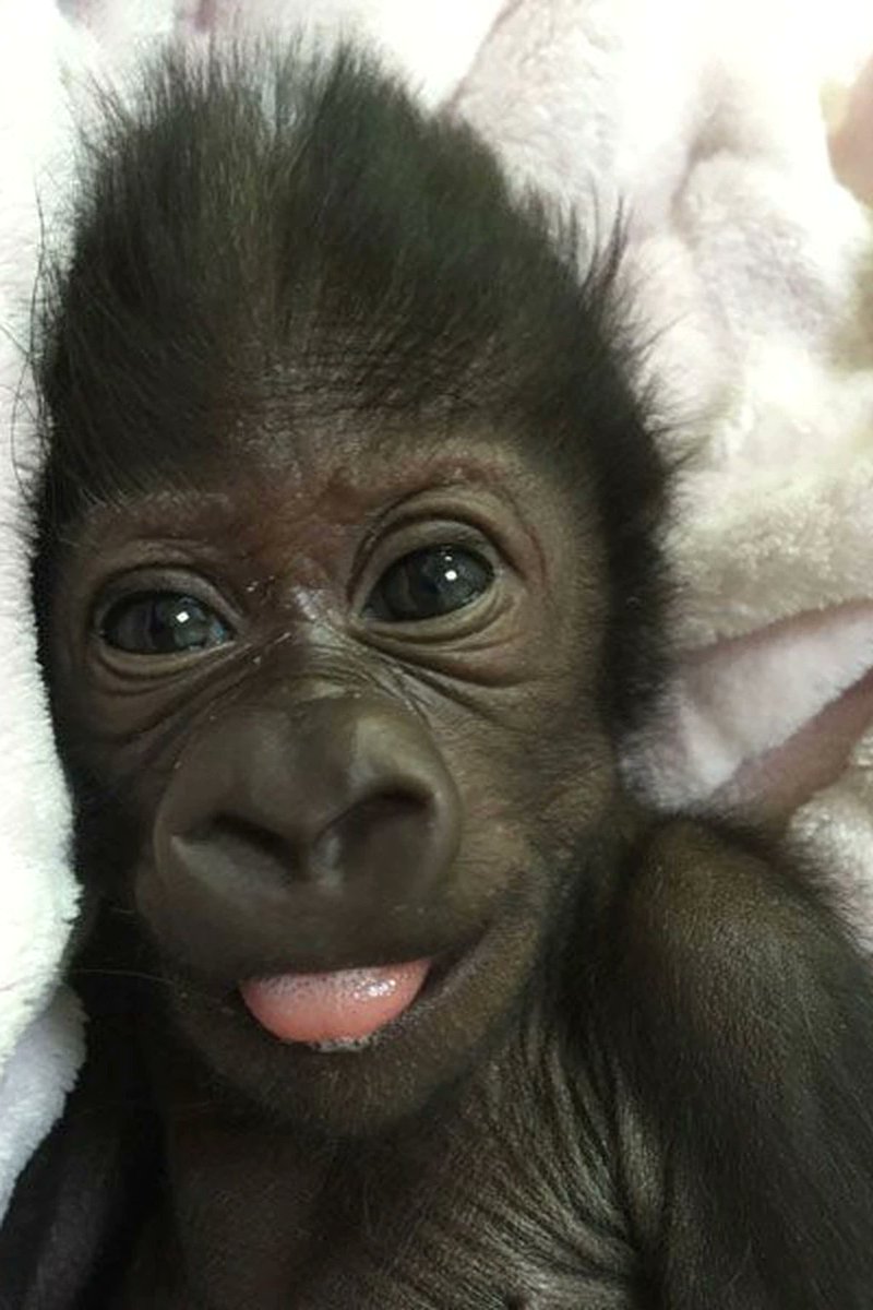 love gorillas !!! Happy  #gorilladay ❤️❤️🎊🎊🎉🥳-frank