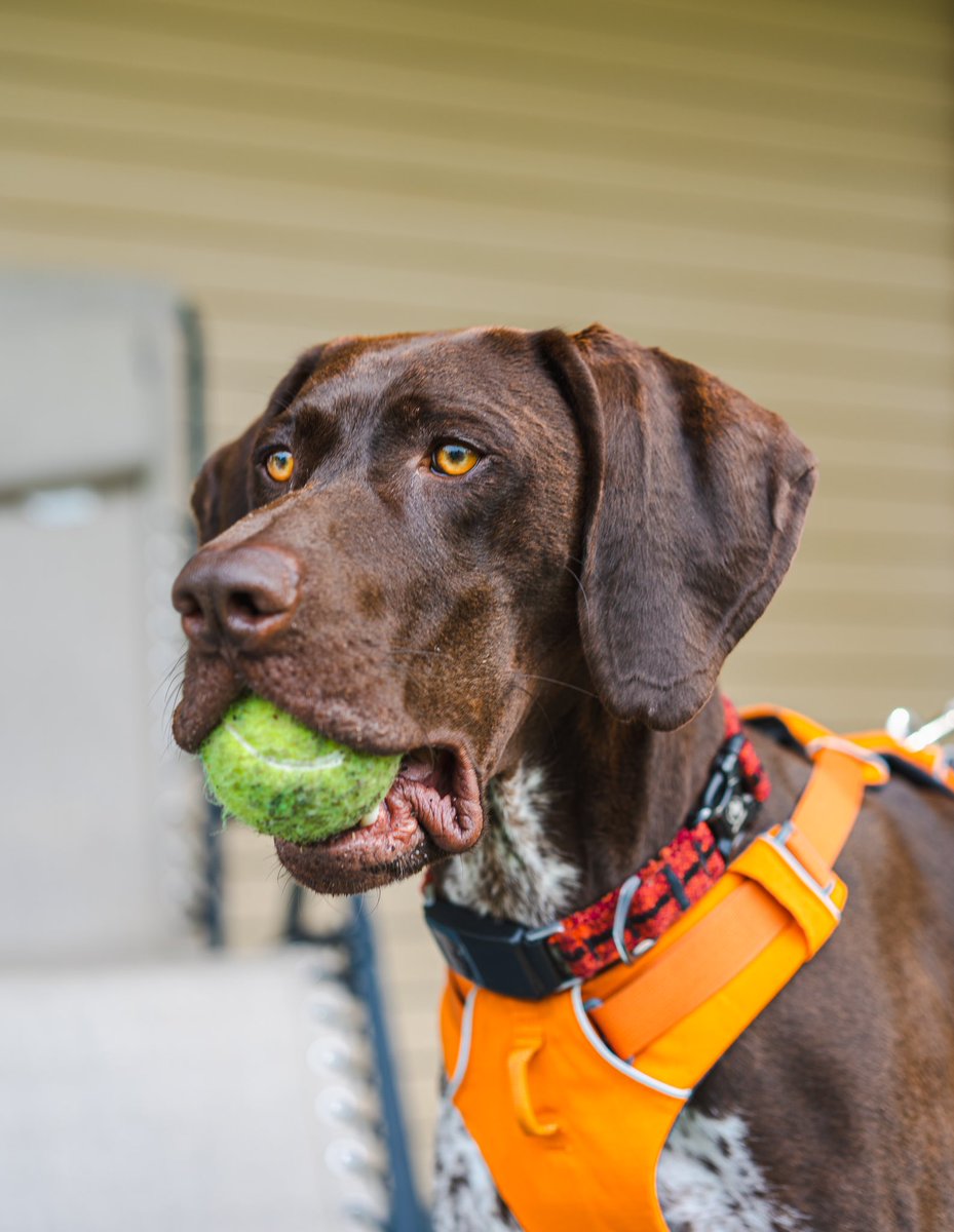 Is it play time? 🎾